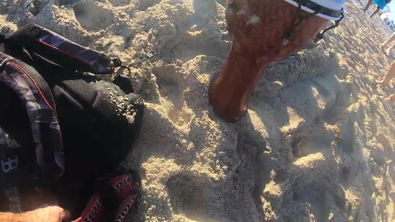 miami beach shark attack