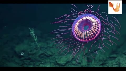 Robotic jellyfish sited under deep sea