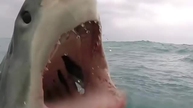 Shark Attack!