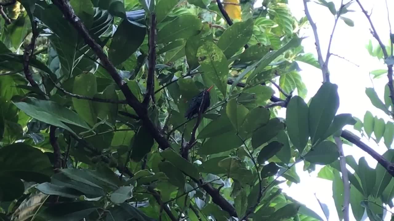 Pretty little green and black bird dancing to the morning music of the wind on a tree limb