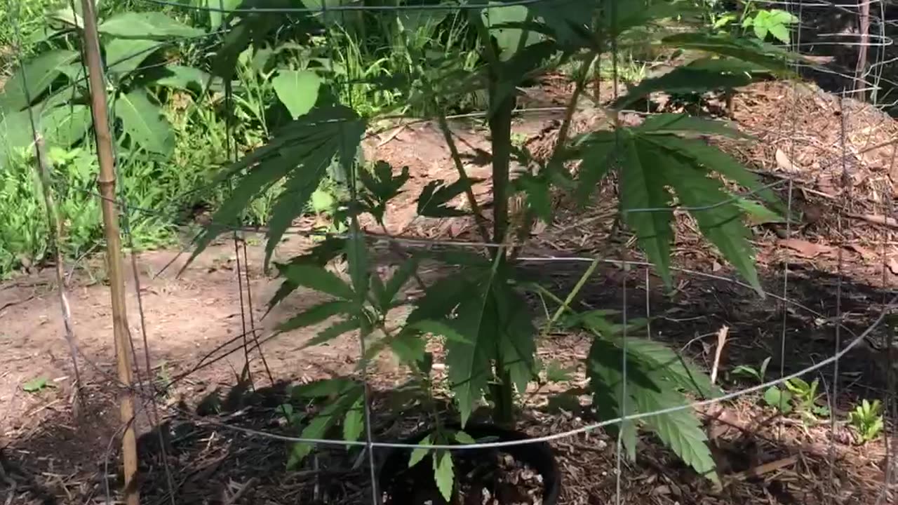 Cannabis Guerrilla Grow