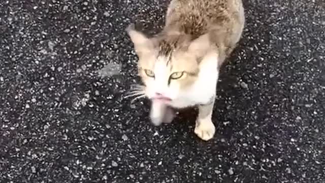 kind to stray cats # kind to animals and caring for life # cute