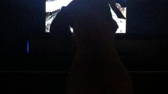 Dachshund watching dogs on TV