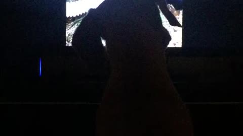 Dachshund watching dogs on TV