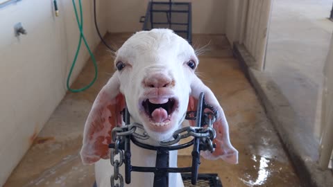 Squirt, the goat, hollering