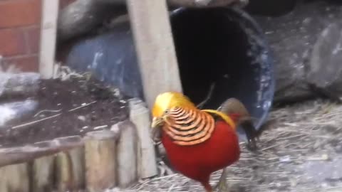 Rare and beautiful bird🦜😍😱