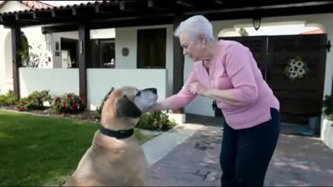 Watch how to train your loving dog...