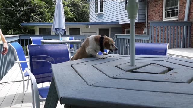 dog on table