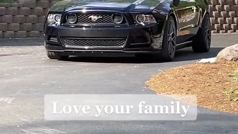 The ford mustang