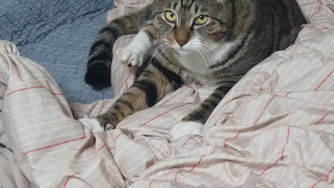 Cat kneading, making biscuits