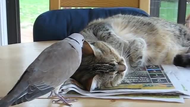 Bird is playing with cate but cat is in relax mood