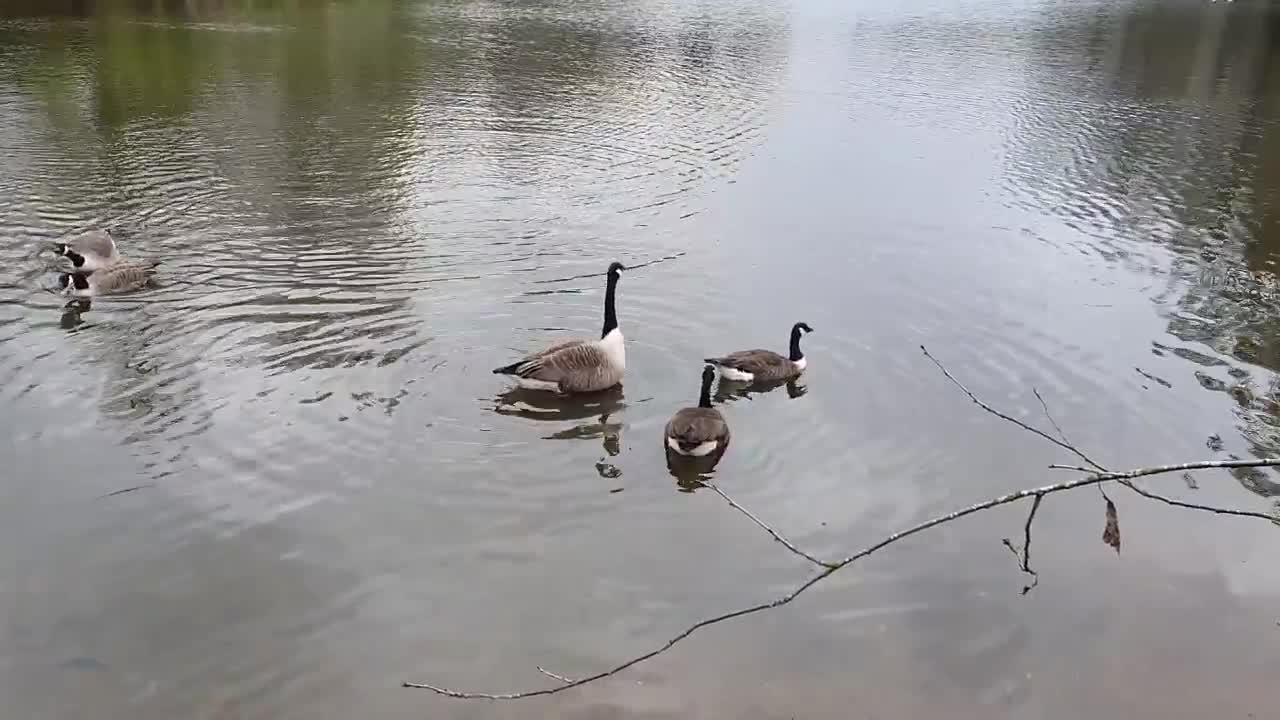 A lovely kiss from the goose family