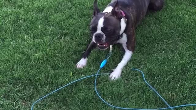 Boston Terrier begs owner to play fetch