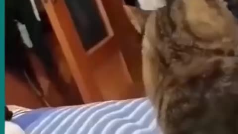 dog and cat funny fighting