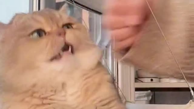 A beautiful cat fights with its owner