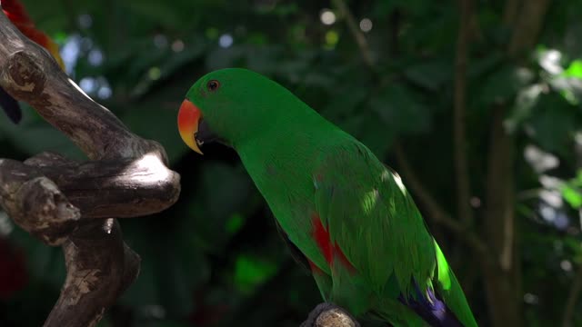 parrot parrots funny parrotparrots macaw parrot