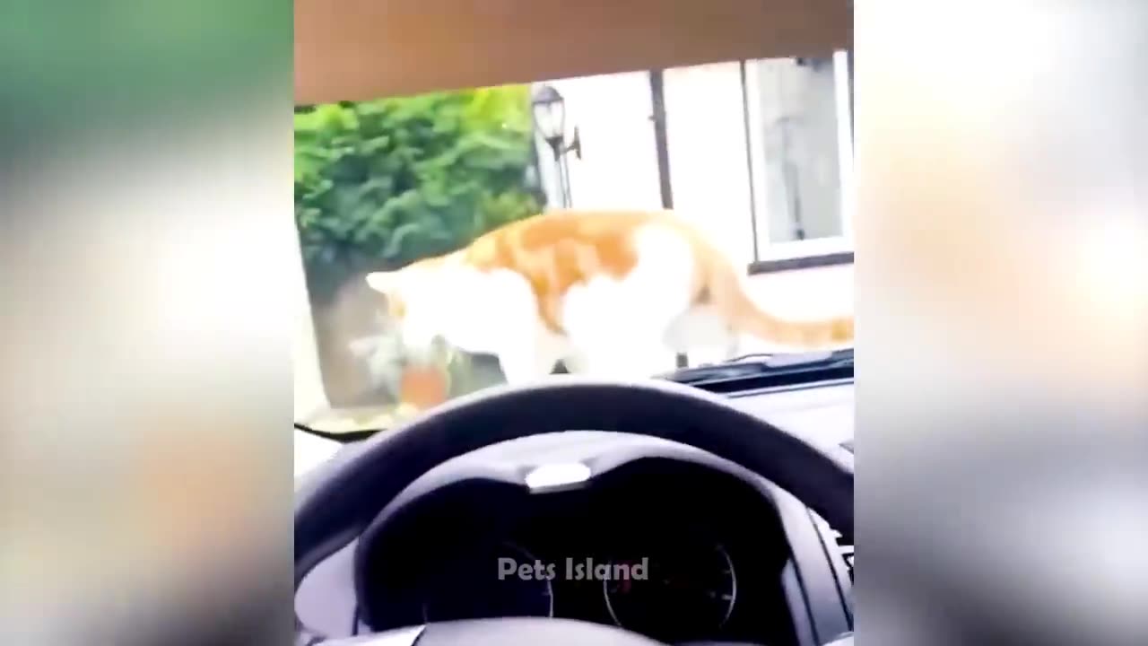 Try Not To Laugh,Laughter Challange,