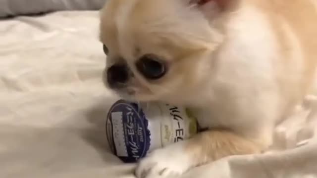 And my loose (cute dog)