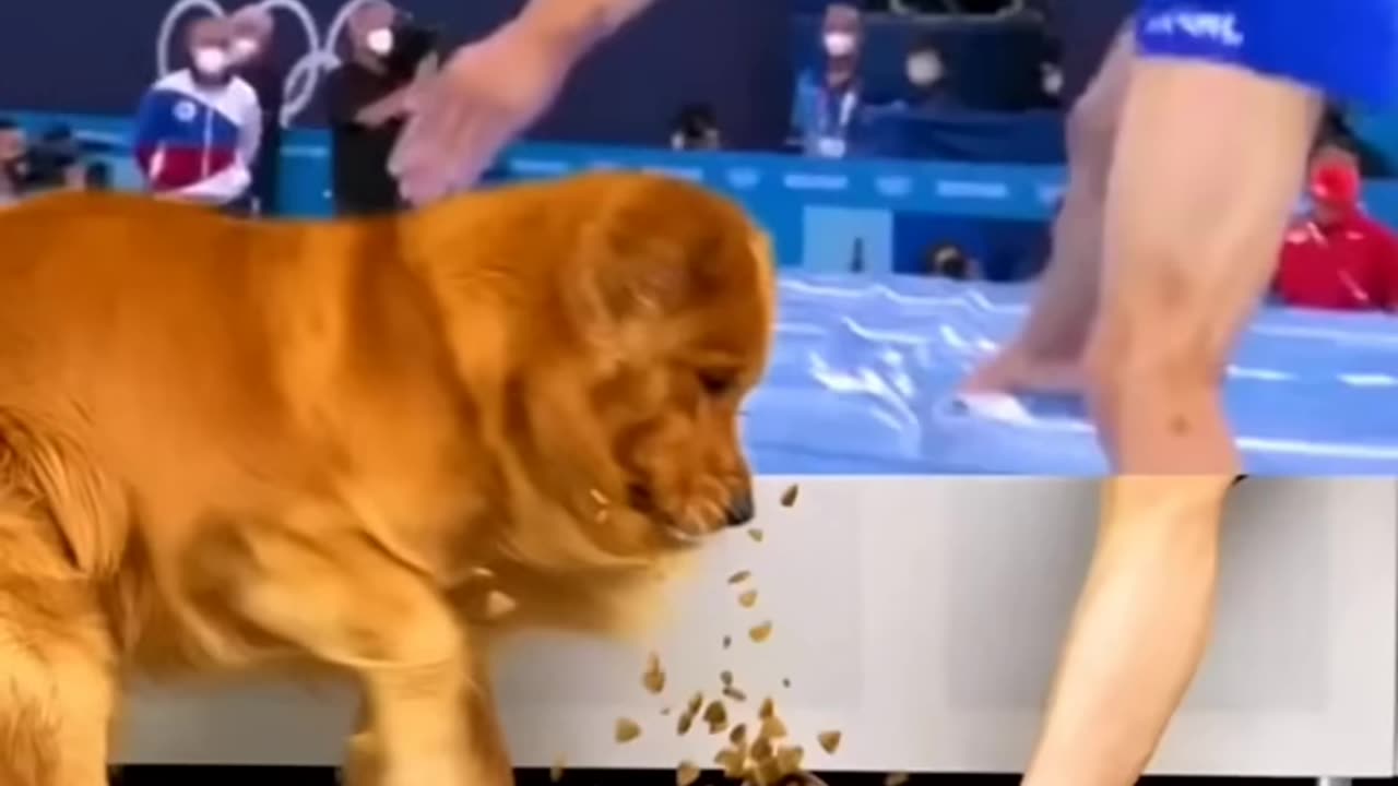 DOG CAN BITE