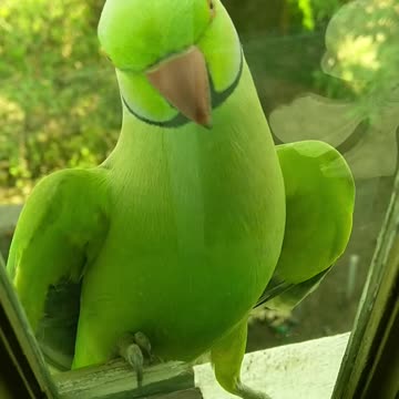 I dare you to do not love this 🦜 parrots ( his reaction after saw himself at mirror)
