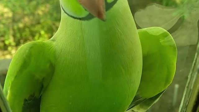 I dare you to do not love this 🦜 parrots ( his reaction after saw himself at mirror)