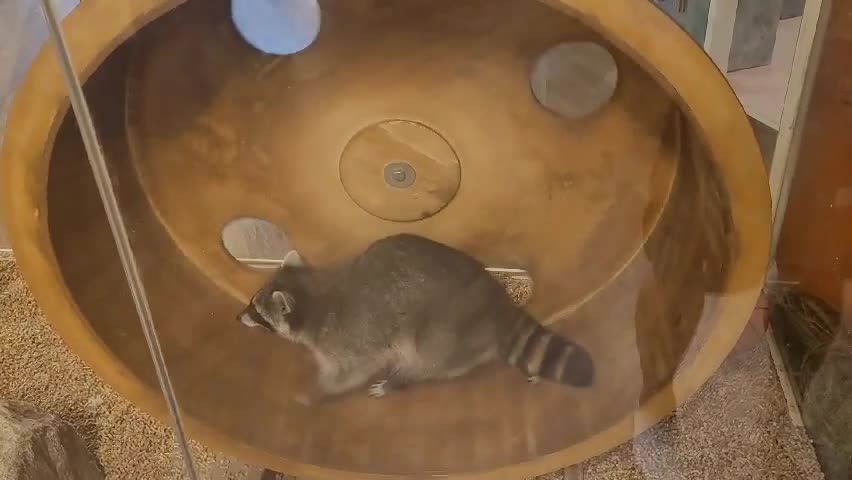 A raccoon is spinning a wheel.