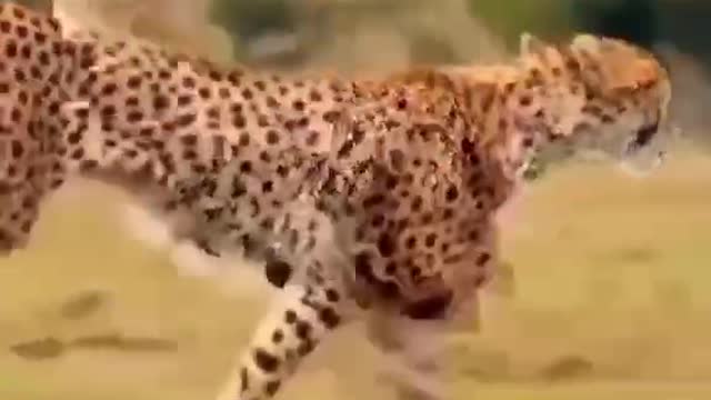 A cheetah with a brisk gait