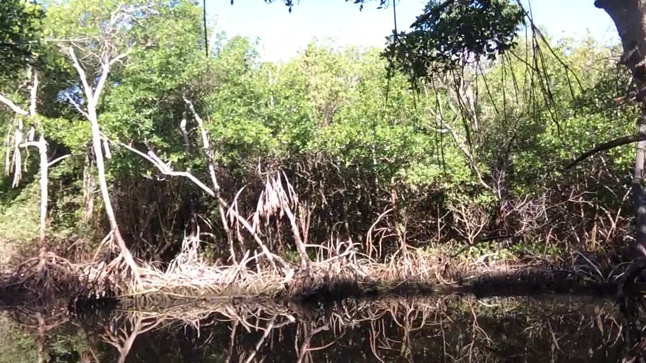 Speedy's Airboat Everglades city through the Mangroves!