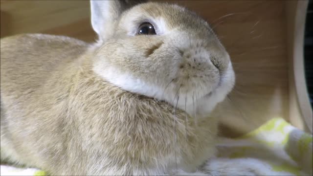 The rabbit was surprised!