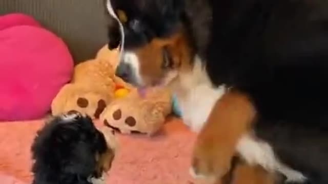 Dog's sweet display of affection to the pup