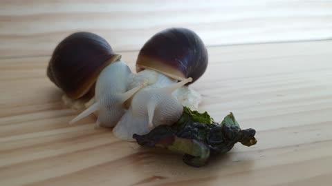 Snails eating lettuce alone?