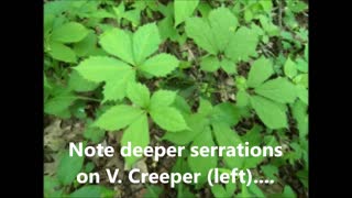 Ginseng/Virginia Creeper Comparison