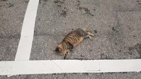 A cute cat is lying on the street.