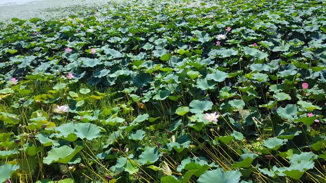 The lotus flower at "Neungje" Reservoir in Jeolla-do, South Korea.