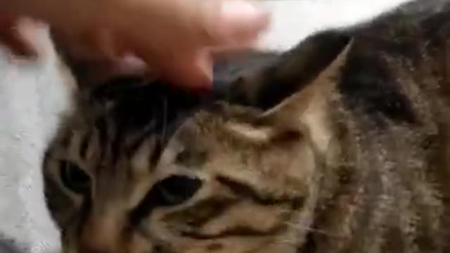 Cute Cats and Funny Animals Compilation 😹 Try Not To Laugh Challenge - Cute Cat 095