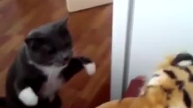 Cat Boxing