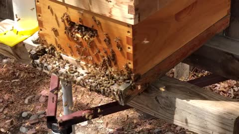 Bees are busy!