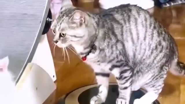 cats playing with gadgets