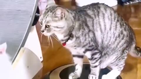 cats playing with gadgets