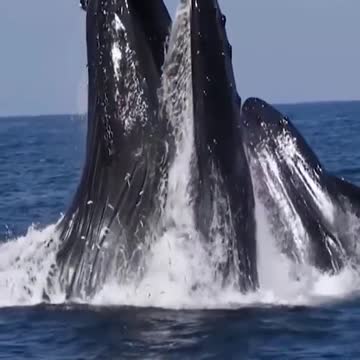Wouñdderful view of whale