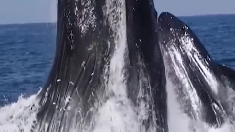 Wouñdderful view of whale