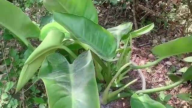 nice green plants