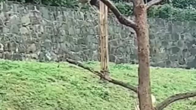 FUNNY ANIMALS VIDEOS TRY NOT TO LAUGH