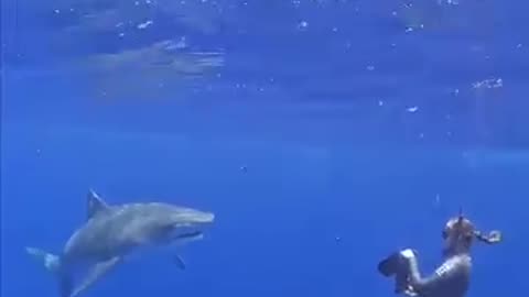 Tiger sharks 🦈