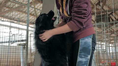 female hand petting caged stray dog in pet shelter