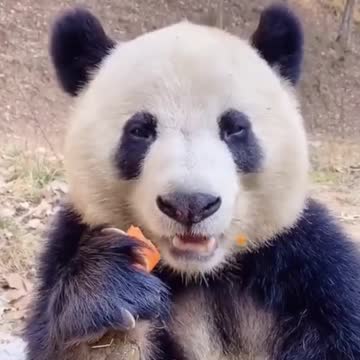 This panda is the cutest! 🐼