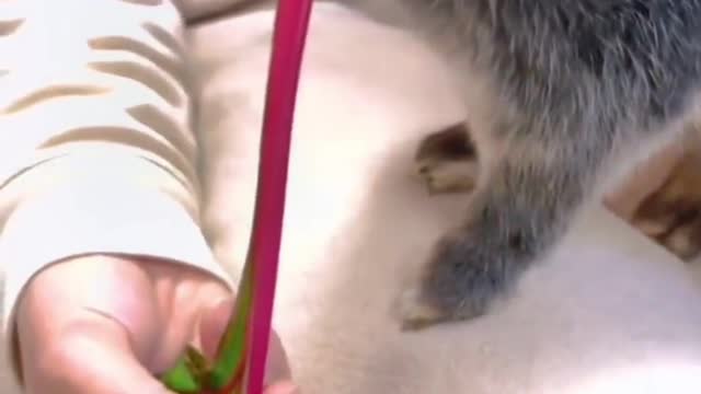 A small gray rabbit with a big palm
