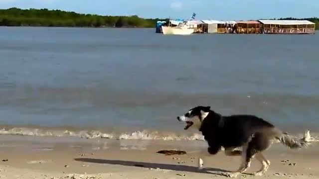 Dogy Runing On the Beach And He is Happy