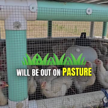 100 Chicks Just ARRIVED!