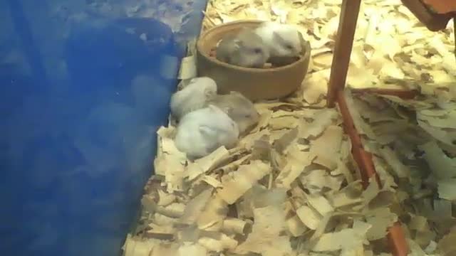 3 hamsters limpando os pelos, 2 hamsters comendo dentro da tigela e 1 dormindo [Nature & Animals]